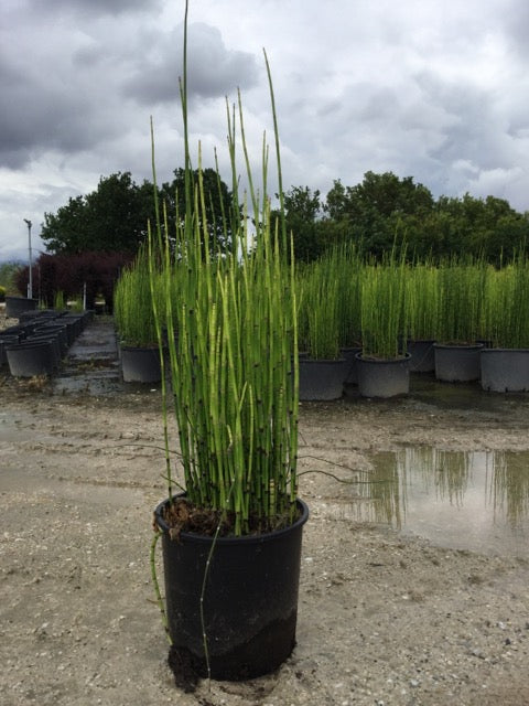 Equisetum hyemale 0.80 - 1.00 m / Equisetum hyemale var. japonicum/ - Gradina Noastra