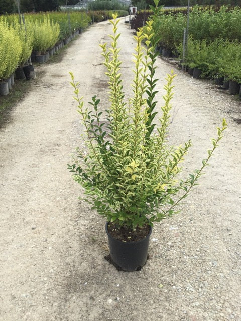 Lemn câinesc auriu 0.80 - 1.00 m / Ligustrum Ovalifolium Aureum / - Gradina Noastra