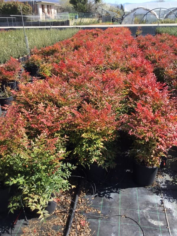 Bambus sfant " Moon Bay" 0.20 - 0.40 m / Nandina domestica "Moon Bay"/ - Gradina Noastra