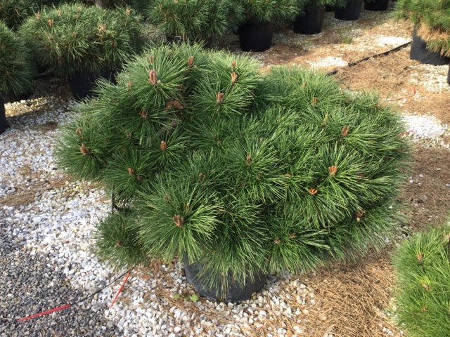 Pin negru "Pierrick Bregeon" / Pinus nigra "Pierrick Bregeon" / by gradina-noastra