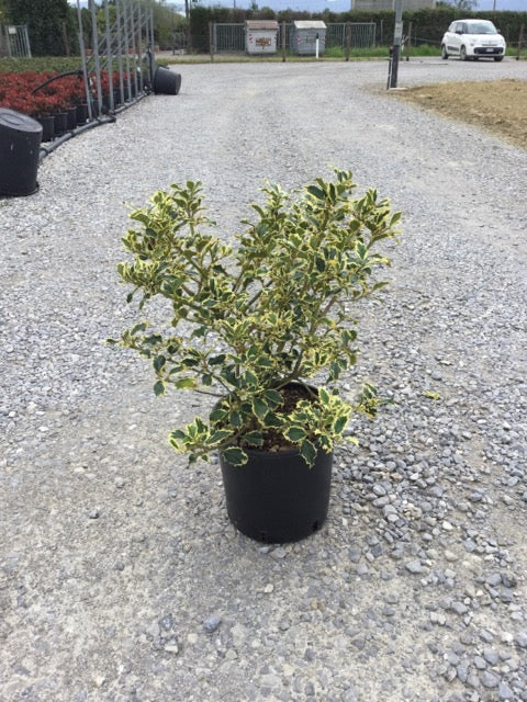 Laur sfant „Argenteomarginata” tufa / Ilex aquifolium "Argenteomarginata"/