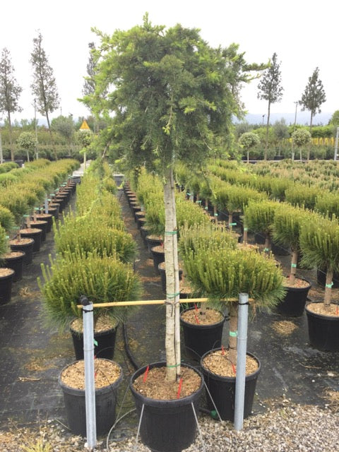 Cedru de Himalaya pendul 1.70 - 2.00 m / Cedrus deodara "Pendula" / by gradina-noastra