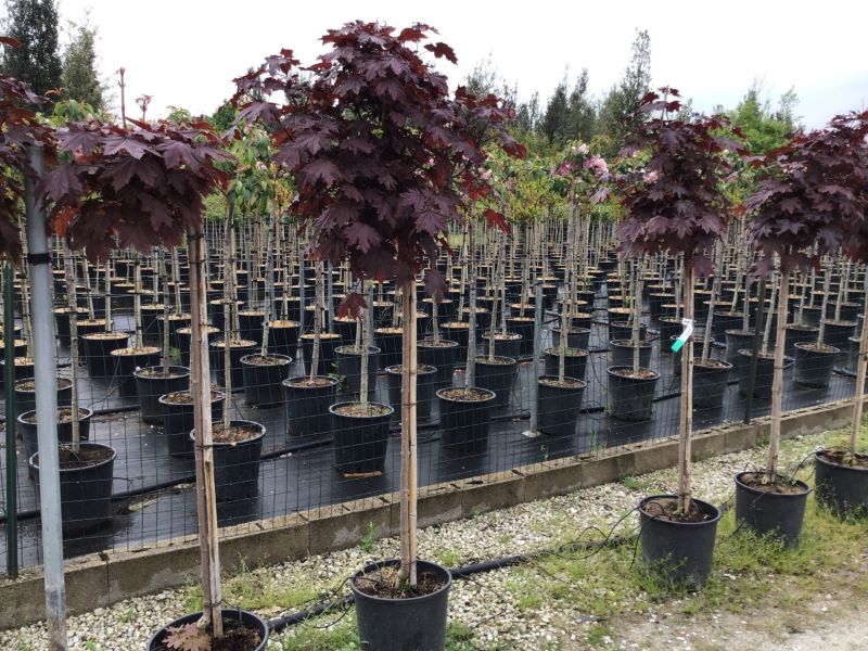 Artar rosu "Crimson Sentry" 1.75 - 2.00 m / Acer platanoides "Crimson Sentry"/ - Gradina Noastra