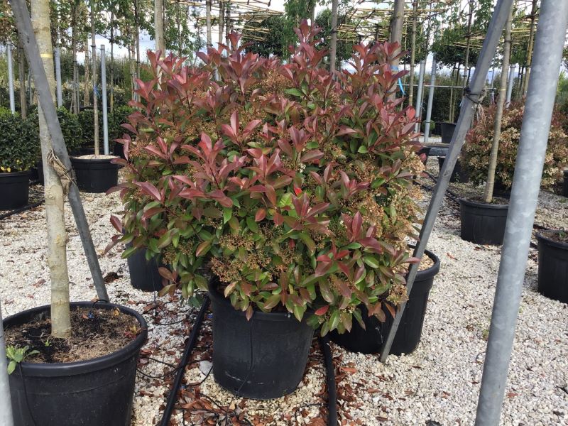 Photinia "Red Robin" minge 0.80 - 1.00 m / Photinia serulata "Red Robin"/ by gradina-noastra