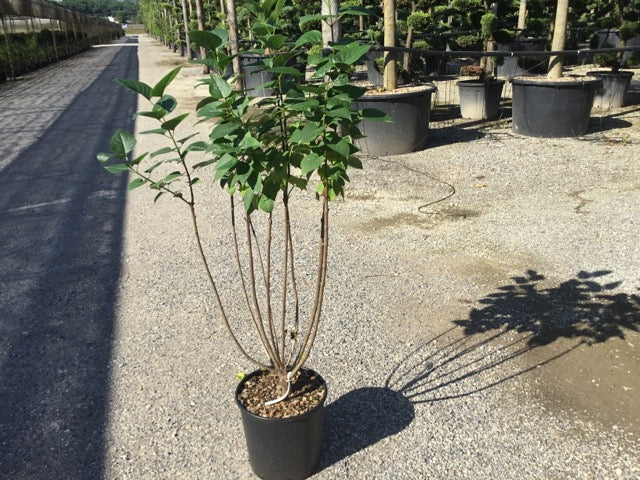 Liliac "Sensation" 1.20 - 1.50 m / Syringa vulgaris "Sensation" / - Gradina Noastra