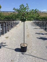 Cais "Peche de Nancy" 1.80 - 2.30 m / Prunus armeniaca "Peche de Nancy" / by gradina-noastra