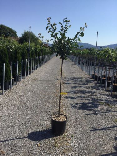 Prun "Stanley" 1.80 - 2.30 m / Prunus domestica "Stanley"/ by gradina-noastra