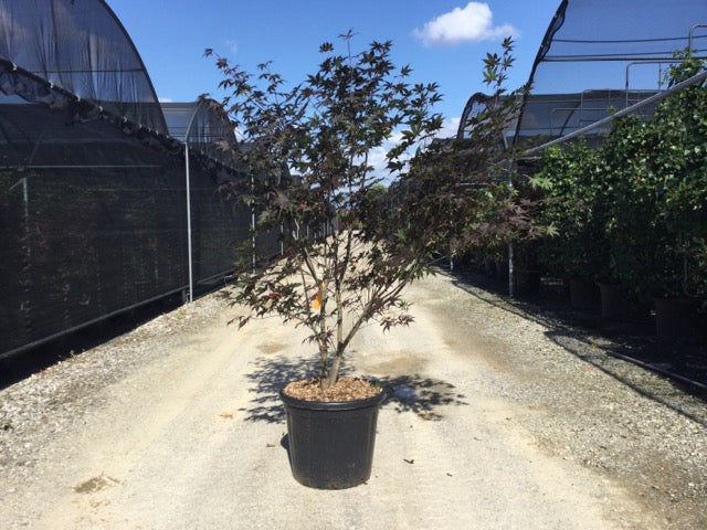 Artar japonez "Bloodgood" 1.00 - 1.30 m / Acer palmatum "Bloodgood" /