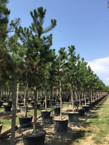 Pin negru austriac arbore / Pinus nigra austriaca / by gradina-noastra