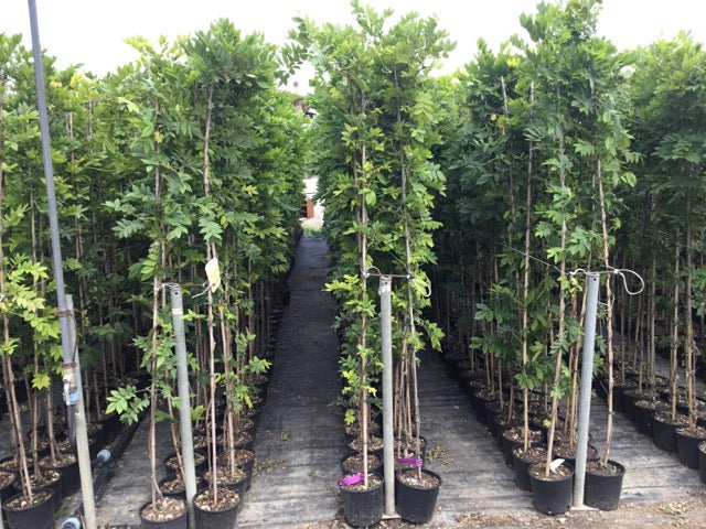 Glicina chinezească "Black Dragon" 2.00 m / Wisteria chinensis "Black Dragon"/ by gradina-noastra