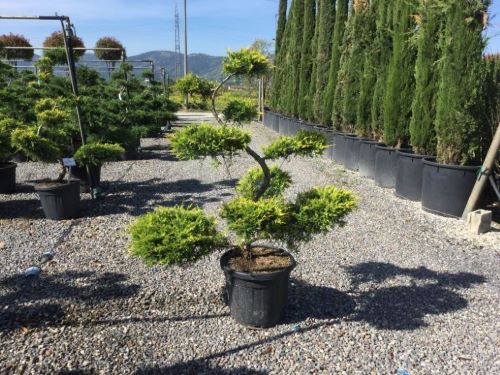 Ienupar "Pfitzeriana Aurea" Bonsai 1.40 - 1.60 m / Juniperus × media "Pfitzeriana Aurea"/ by gradina-noastra
