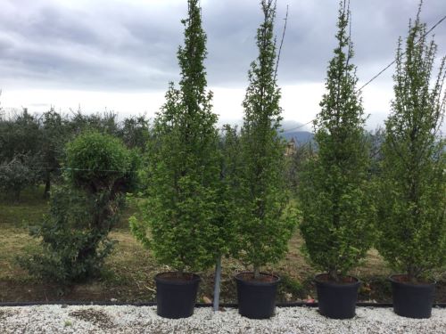 Carpen columnar 2.50 - 3.00 m / Carpinus betulus "Fastigiata"/ - Gradina Noastra