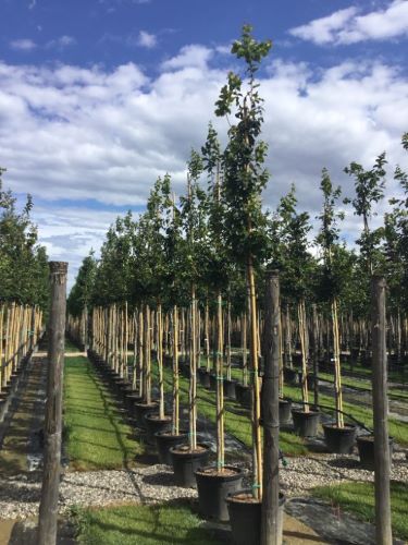 Arborele de Fier Persan 3.00 - 4.00 m / Parrotia persica / by gradina-noastra