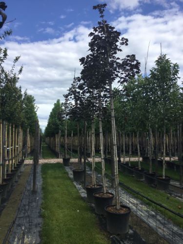 Artar rosu "Crimson King" 2.50 - 3.00 m / Acer platanoides "Crimson King"/ - Gradina Noastra