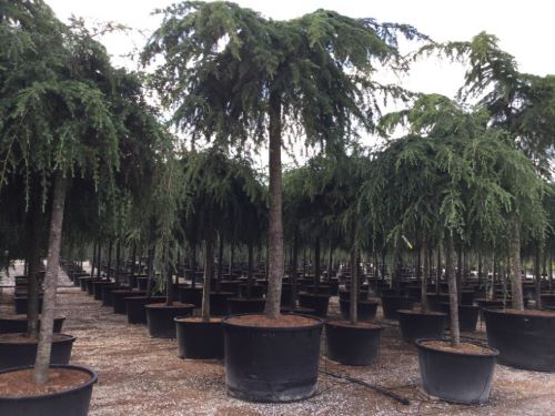 Cedru de Himalaya "Pendula" 2.50 - 3.00 m / Cedrus deodora "Pendula" / by gradina-noastra