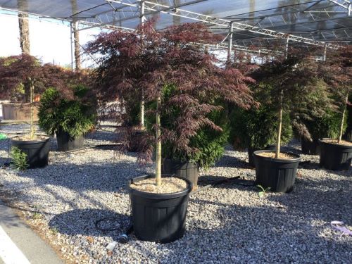Artar japonez "Inaba Shidare" / Acer palmatum dissectum "Inaba Shidare"/ - Gradina Noastra