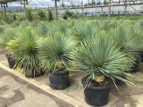 Yucca rostrata 0.60 - 1.00 m / Yucca rostrata/ by gradina-noastra