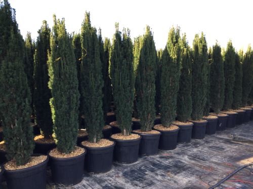 Tisa columnara "Fastigiata Robusta" / Taxus baccata "Fastigiata Robusta" / în ghivece, plante ideale pentru grădină și peisagistică.