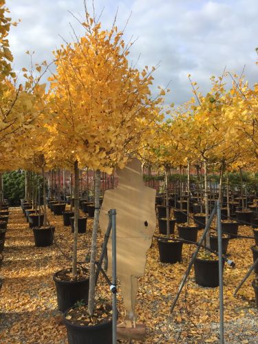 Arborele pagodelor „Autumn Gold” 2.00 - 2.50 m / Ginko biloba „Autumn Gold” / - Gradina Noastra