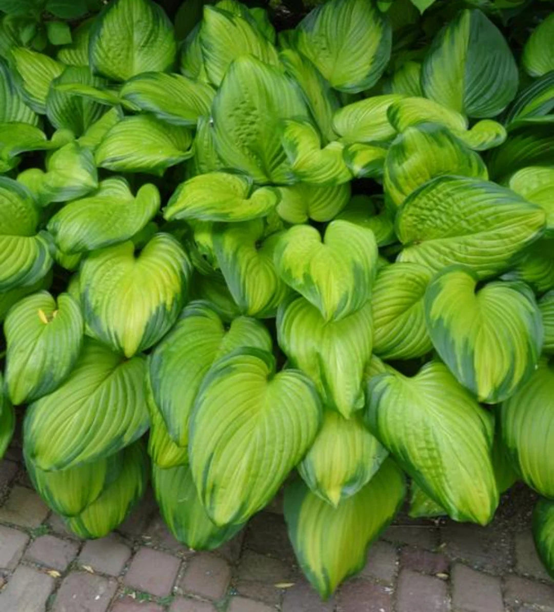 Crin de toamna "Guacamole" / Hosta "Guacamole" - Gradina Noastra