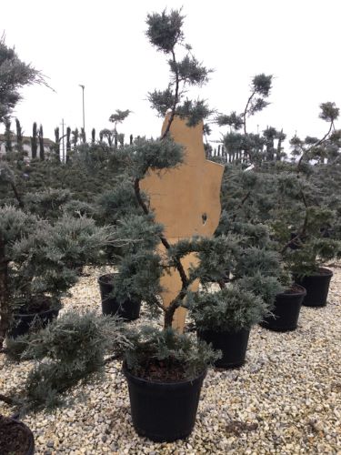 Ienupar "Pfitzeriana Glauca" Bonsai 1.40 - 1.60 m / Juniperus × media "Pfitzeriana Glauca"/ by gradina-noastra