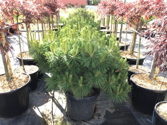 Pin negru "Pierrick Bregeon" / Pinus nigra "Pierrick Bregeon" / by gradina-noastra