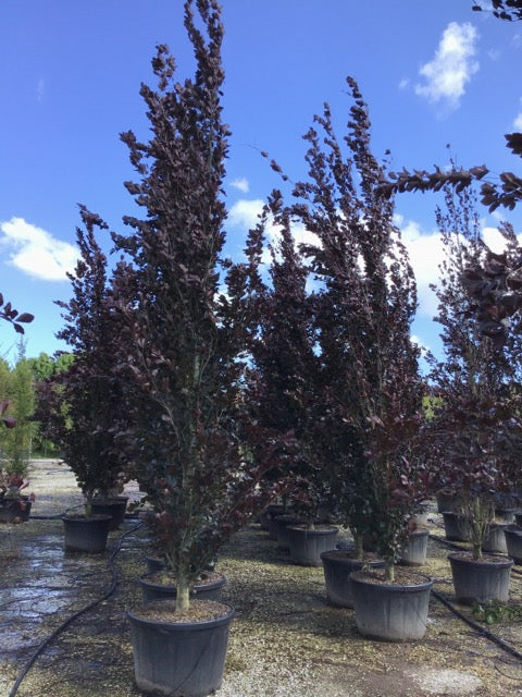 Fag columnar "Dawyck Purple" 2.00 - 2.30 m / Fagus sylvatica „Dawyck Purple” / by gradina-noastra
