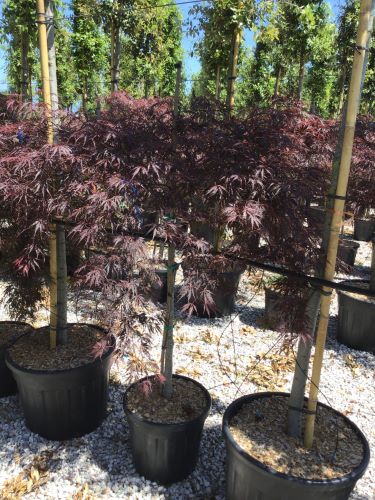Artar japonez "Tamukeyama" 1.20 - 1.40 m / Acer palmatum dissectum "Tamukeyama"/ by gradina-noastra