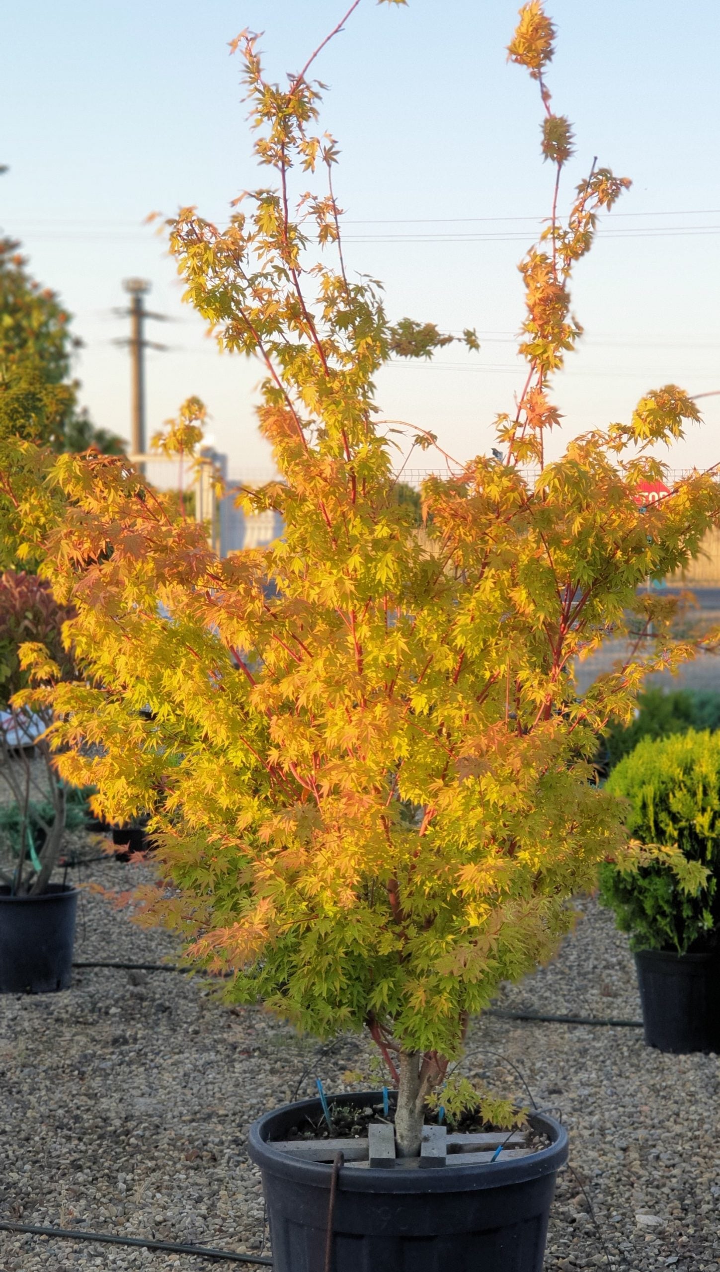 Artar japonez "Sango Kaku" / Acer palmatum &
