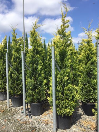 Chiparos leylandii "Gold Rider " / Cupressocyparis leylandii "Gold Rider "/ by gradina-noastra