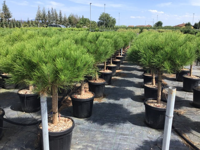 Pin rosu japonez "Alice Verkade" 1.00 - 1.20 m / Pinus densiflora "Alice Verkade" / - Gradina Noastra