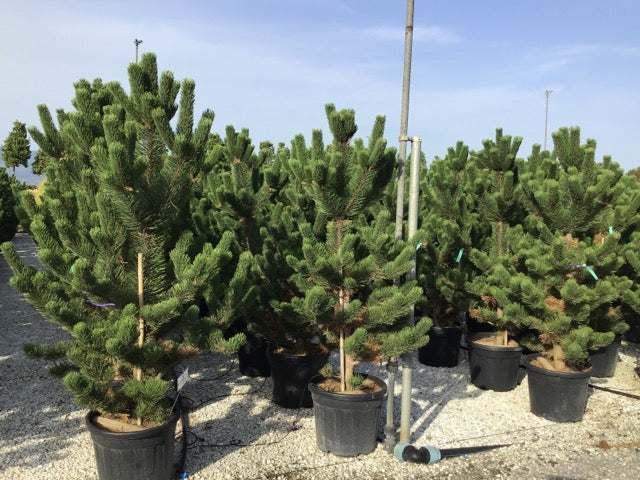 Pin negru "Oregon Green" / Pinus nigra "Oregon Green" / by gradina-noastra