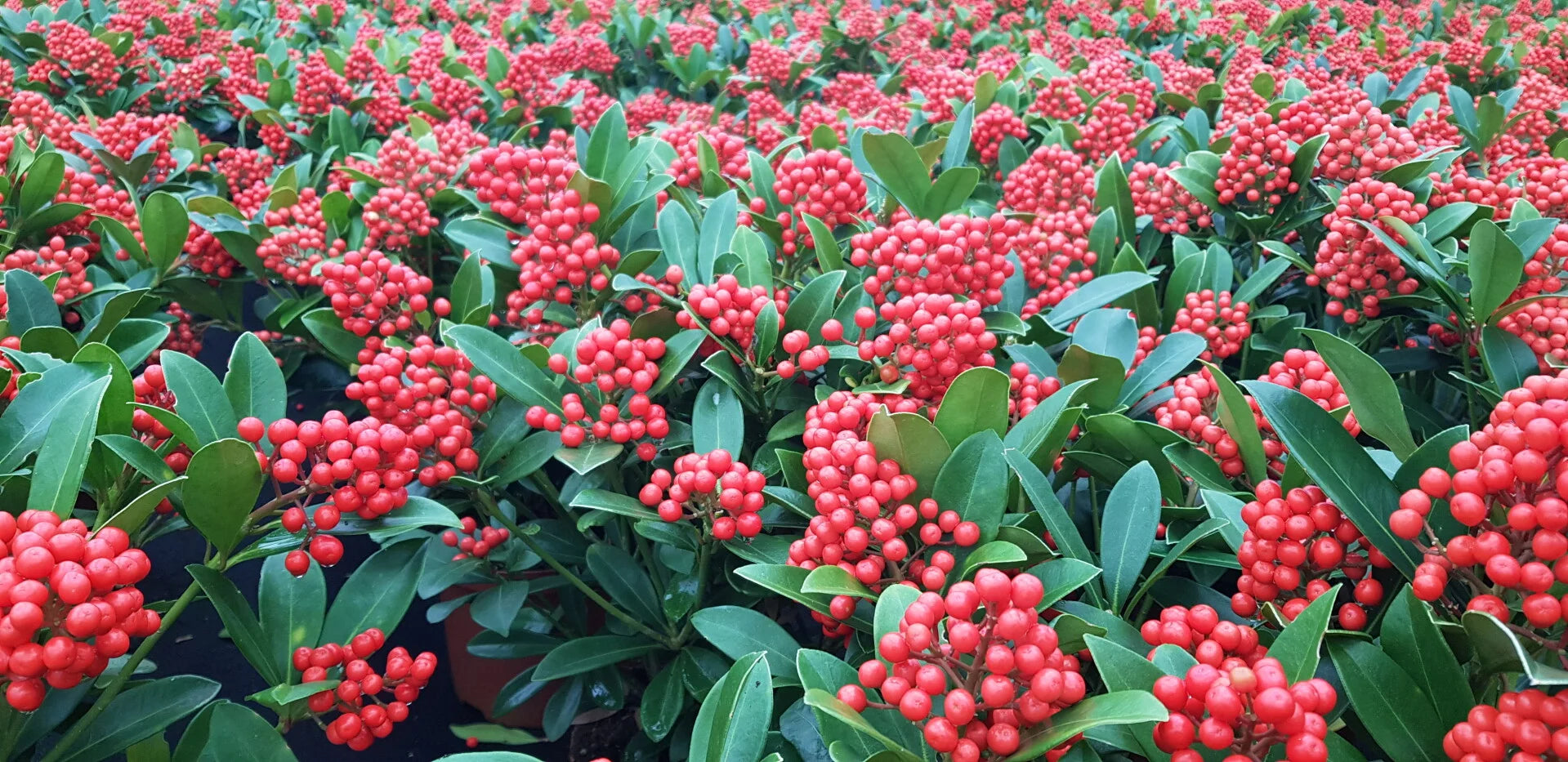 Liliac japonez "Temptation" 0.40 - 0.50 m / Skimmia japonica &