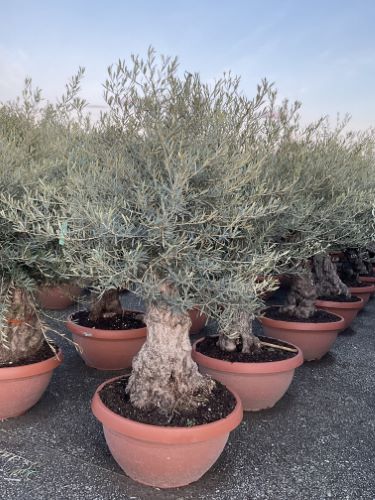 Maslin bonsai 1.50 - 2.00 m / Olea Europaea/ by gradina-noastra