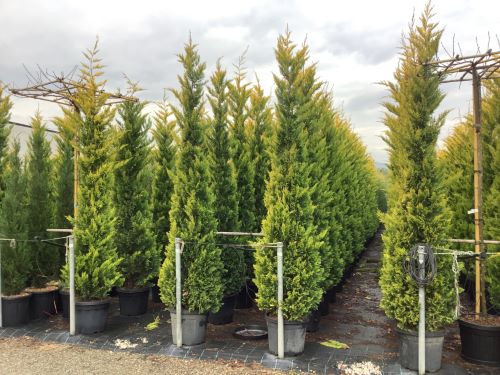 Chiparos leylandii "Gold Rider " / Cupressocyparis leylandii "Gold Rider "/ by gradina-noastra