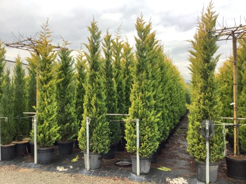 Cypress leylandii &quot;Gold Rider&quot; 2.50 - 2.70 m / Cupressocyparis leylandii &quot;Gold Rider &quot;/