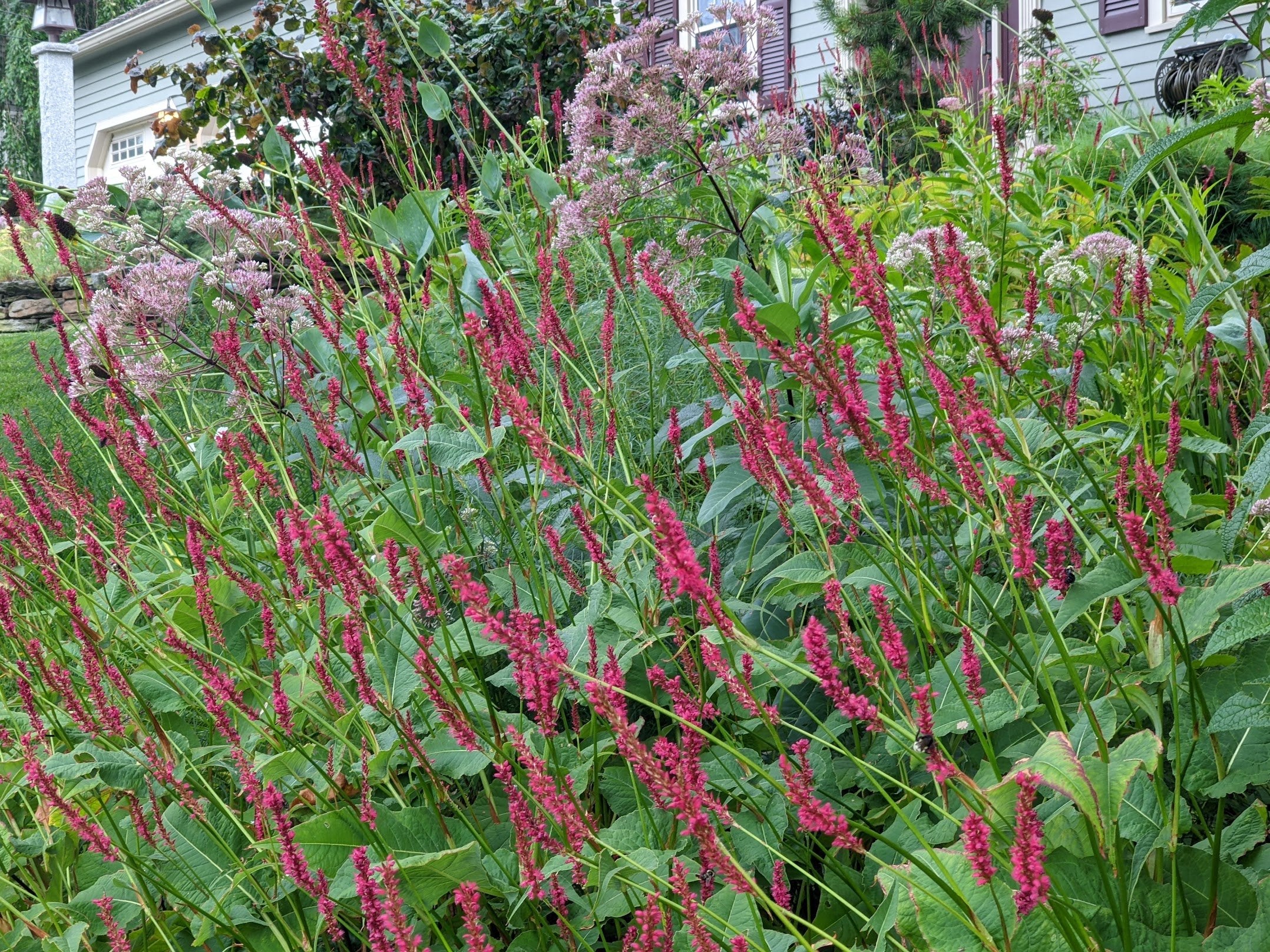 Persicaria amplexicaulis "Speciosa" 0.10 - 0.20 m by gradina-noastra