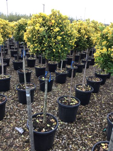 Salba japoneza" Elegant Aureus " 1.40 - 1.50 m / Euonymus jap. "Elegant Aureus"/ - Gradina Noastra