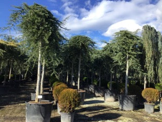 Cedru de Himalaya "Pendula" 2.50 - 3.00 m / Cedrus deodora "Pendula" / by gradina-noastra