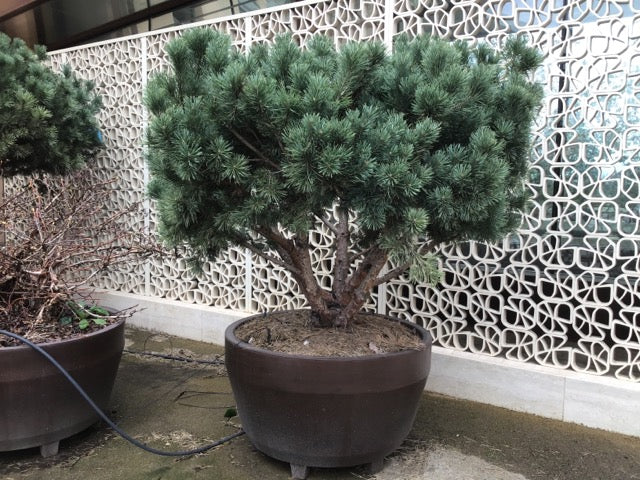 Pin de padure multitulpinal 2.00 -2.50 m / Pinus Sylvestris / - Gradina Noastra