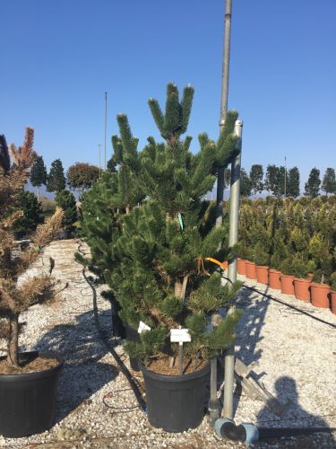 Pin negru "Oregon Green" / Pinus nigra "Oregon Green" / by gradina-noastra