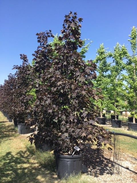 Artar rosu "Crimson King" tufa 2.00 - 2.20 m / Acer platanoides "Crimson King"/ by gradina-noastra