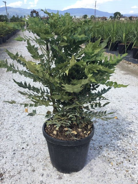 Mahonie "Charity" / Mahonia x media "Charity" / - Gradina Noastra