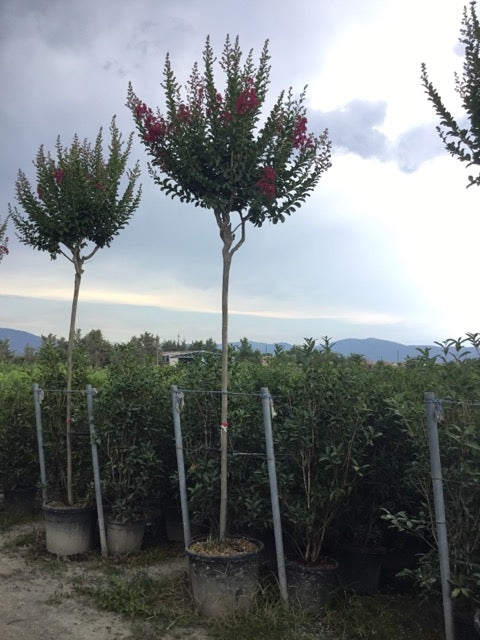 Liliac Indian "Durant Red" arbore 2.50 - 3.00 m / Lagerstroemia Indica "Durant Red"/ - Gradina Noastra