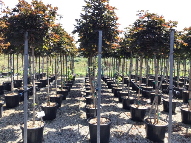 Artar rosu "Crimson Sentry" 1.75 - 2.00 m / Acer platanoides "Crimson Sentry"/ - Gradina Noastra