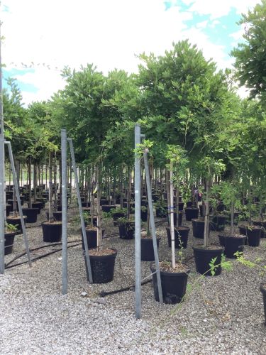 Glicina chinezească arbore 2.00 m / Wisteria chinensis "Prolific" / by gradina-noastra