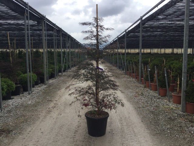 Artar japonez curgator „Crimson Queen / Acer palmatum dissectum „Crimson Queen” / - Gradina Noastra