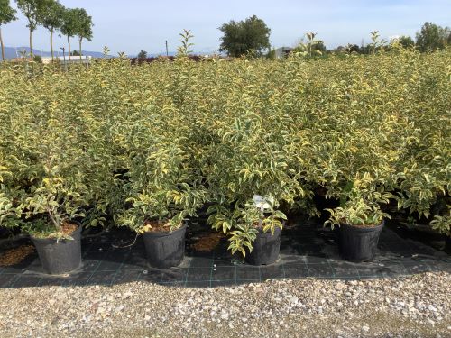 Lemn cainesc "Excelsum Superbum" 1.20 - 1.50 m / Ligustrum japonicum "Excelsum Superbum"/ by gradina-noastra