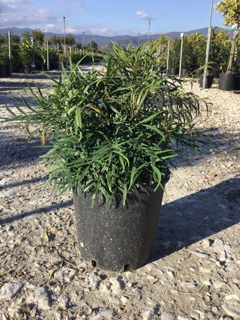 Mahonie "Soft Caress" 0.20 - 0.40 m / Mahonia eurybracteata "Soft Caress" / by gradina-noastra