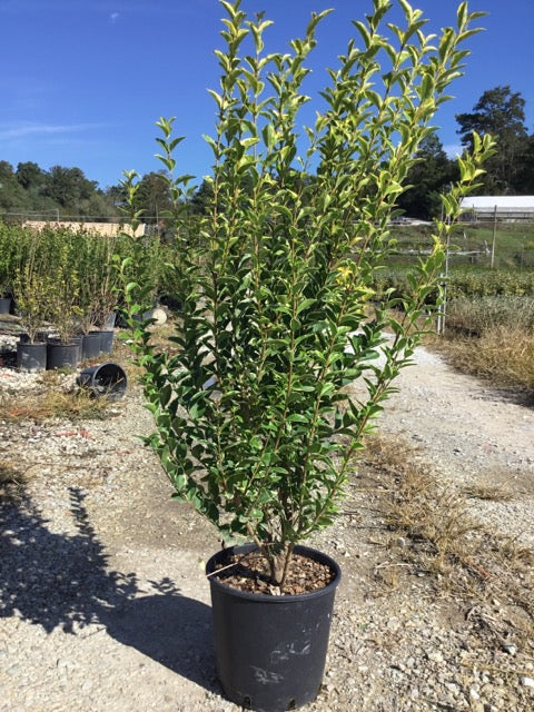Lemn câinesc auriu 0.80 - 1.00 m / Ligustrum Ovalifolium Aureum / - Gradina Noastra